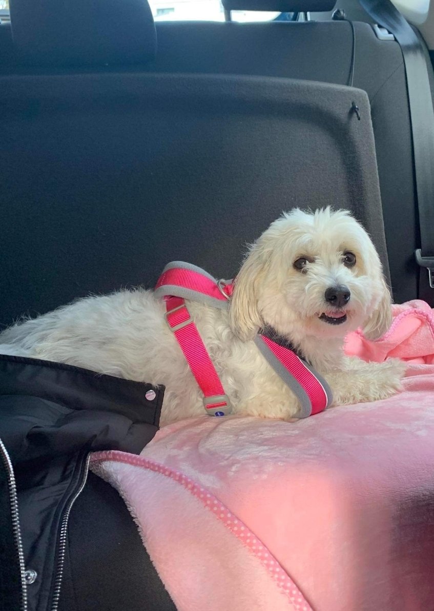 limerick_now's tweet photo. "Please try find our dog before storm gets worse 💜🐕

My dog is gone missing we live in irish estates Corbally she’s gone missing in the past 20 mins in the storm out the back gate please share to Facebook Her name is Rosie she’s wearing a navy jacket and a mini mouse hoodie x https://t.co/IfEa0qNERp