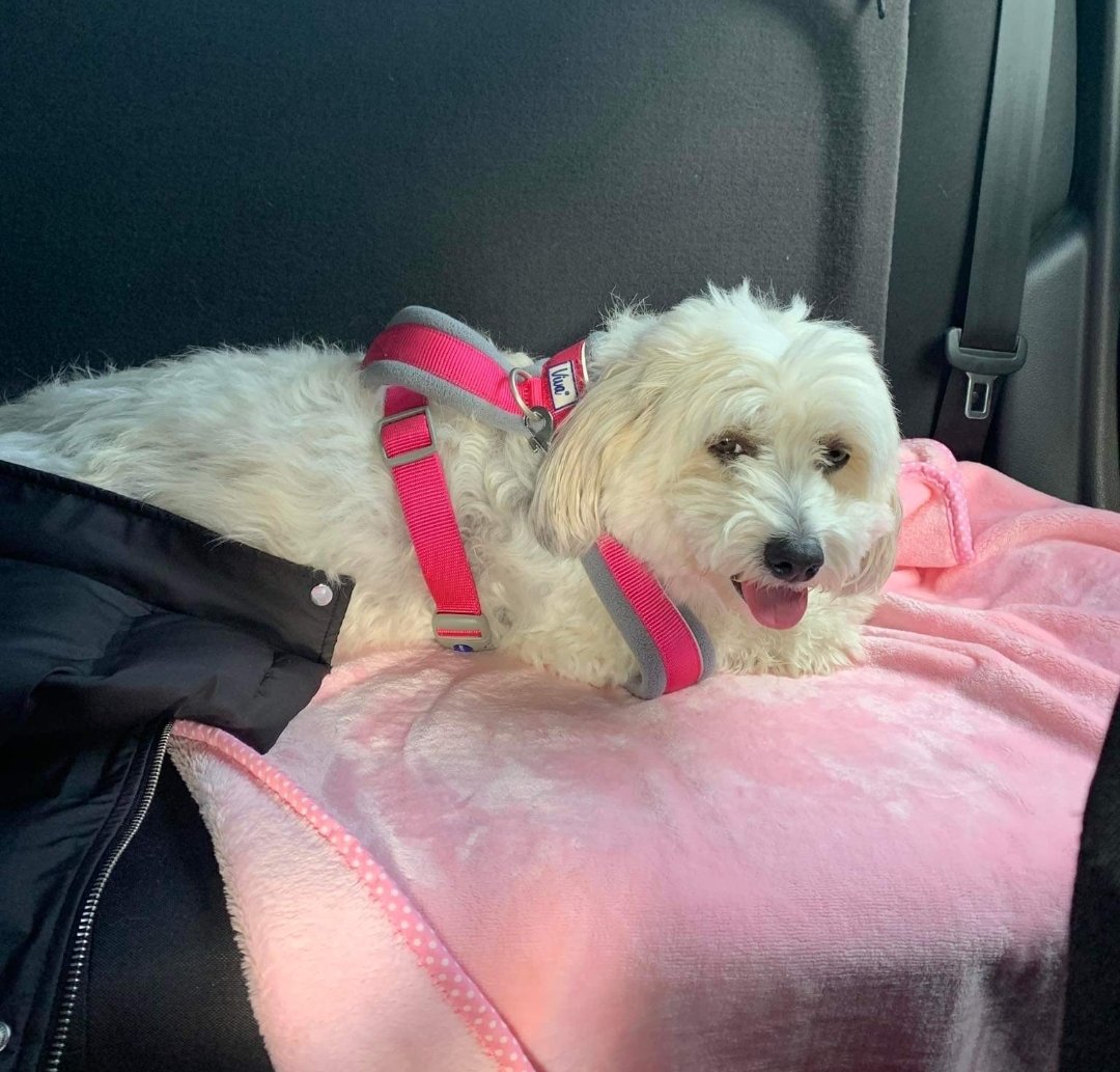 "Please try find our dog before storm gets worse 💜🐕

My dog is gone missing we live in irish estates Corbally she’s gone missing in the past 20 mins in the storm out the back gate please share to Facebook Her name is Rosie she’s wearing a navy jacket and a mini mouse hoodie x