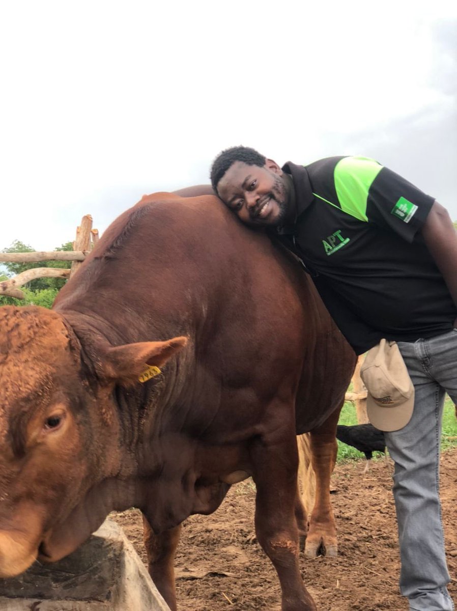 DevFinEconomist's tweet photo. #Simbra hardy, smooth-coated, well adapted ,virile, hard-muscled, growthy bulls & feminine, fertile. A breed possessing the best of the #Simmentaler & #Brahman, has all the potential to produce beef efficiency, esp in extensive cattle breeding areas @Makera_Cattle @WoodsgiftG https://t.co/vQwbgCeExe