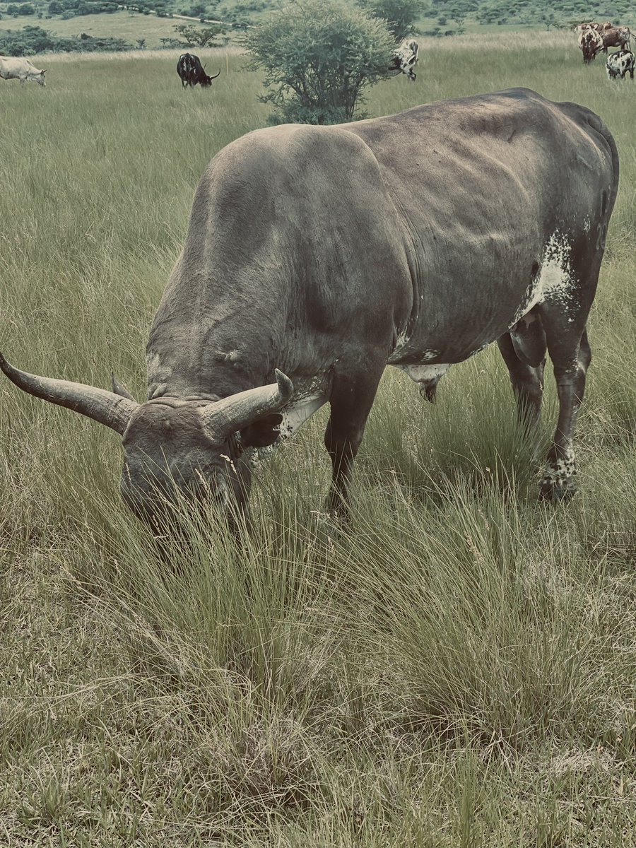 dedanimabhunu_mkhize tweet media