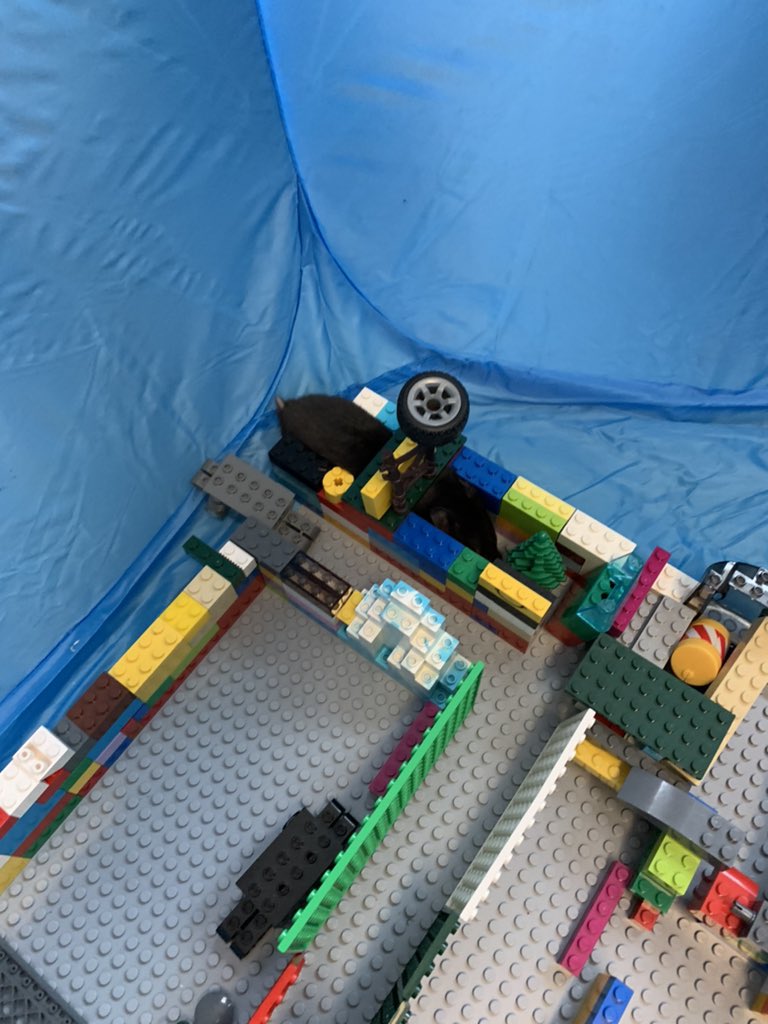 mrs_conti's tweet photo. Exploring some hamster mazes for #Batman with the #BatCrew @JBoltonps this morning. We’ve learned that walls need to be taller and more stable. @PeelSchools https://t.co/RV4u3RgWLy