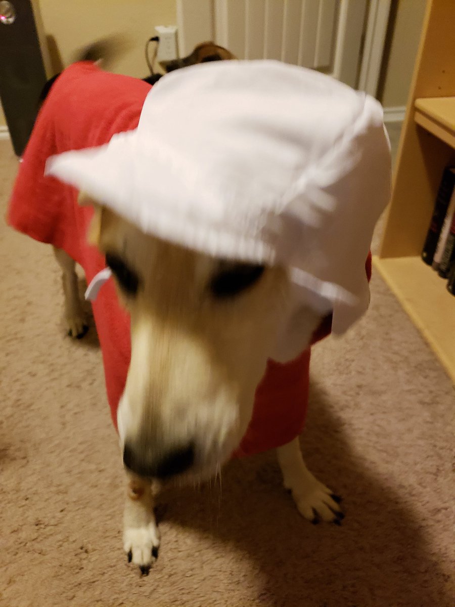 Pot314Dog's tweet photo. @bunsenbernerbmd Bonne chapeau! https://t.co/RAY6sjzhak