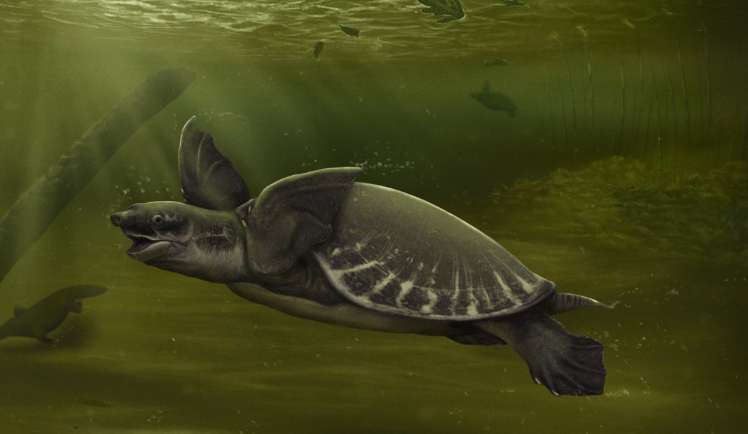 Monash_Science's tweet photo. Almost the entire evolutionary history of Pig-nosed turtles occurred in the northern hemisphere. But now, scientists have discovered a five-million-year old Pig-nosed turtle fossil in the bayside Melbourne suburb of Beaumaris.
https://t.co/WvisArAkC2 @Palaeo_JRule @emgfitzgerald https://t.co/8qD4PgOZ0n