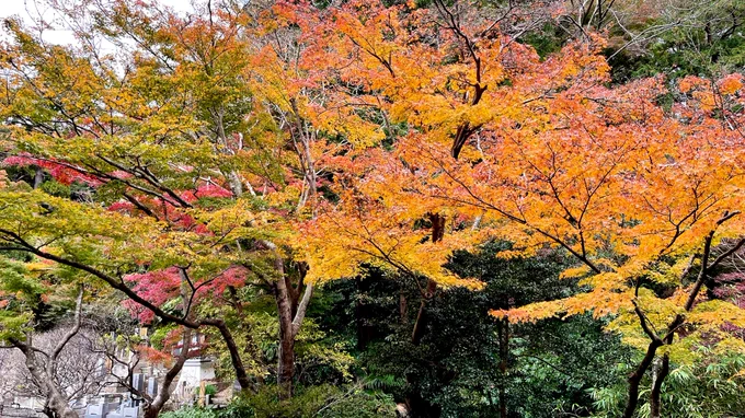 妙本寺 比企ヶ谷(地名)って俺ガイルの影響で「ひきがや」って読んじゃうけど「ひきがやつ」なんだね 