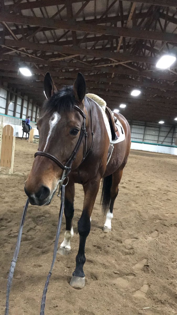 Snapchat told me today four years ago was the first day I rode Ryan and now Saturday he leaves to be a horse in a field with our other retirees.