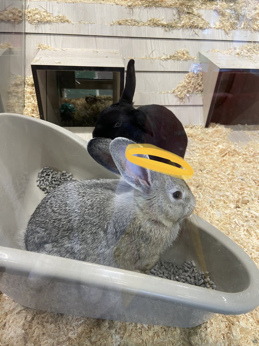 DinosaurLeafy's tweet photo. @SolWabbits He just needs a halo @HolyHares https://t.co/9sXkqLipYm