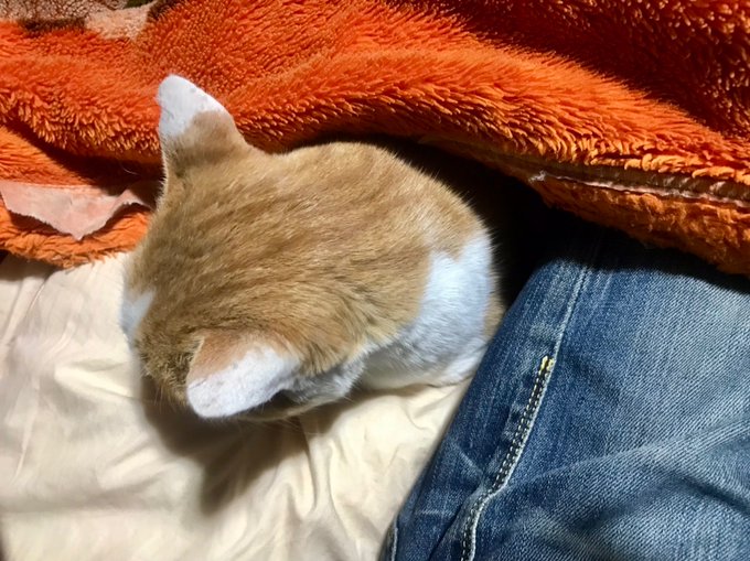 これはコタツ初体験の浮浪者のおっさんと抱き枕にされる拙僧 