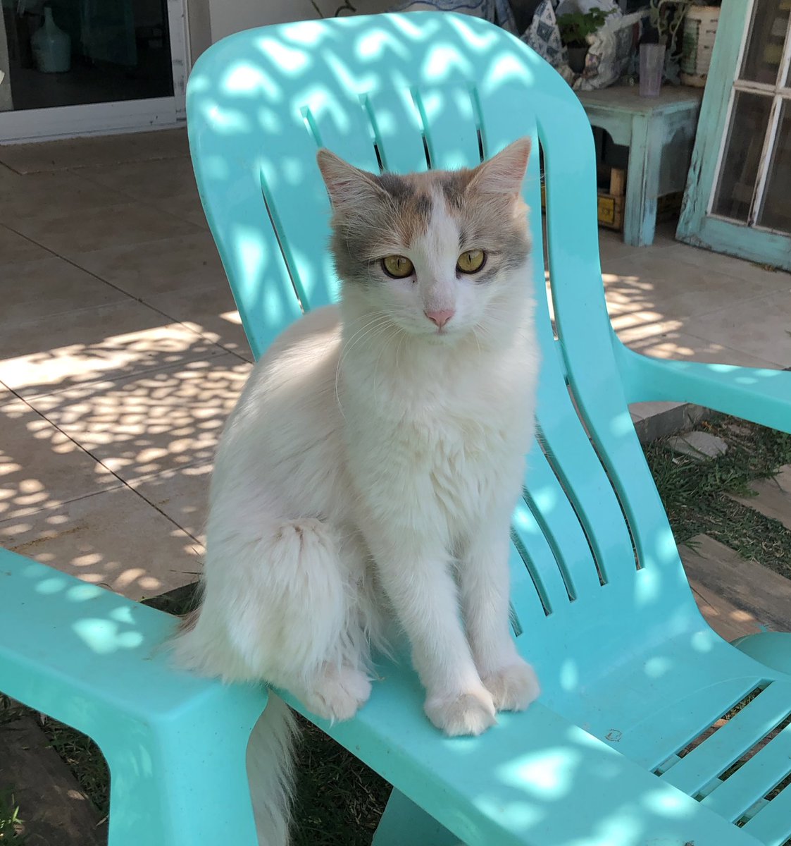 Desapareció mi gata hace unos días cerca del club argentino, Marcos Juárez, si alguien la vio o sabe algo, contactarme 🙏🏻🥺 y si pueden ayudarme compartiendo esto les agradecería 🥰🤞🏻