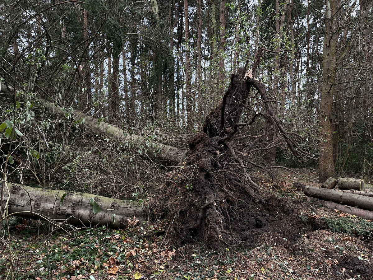 StABotanics's tweet photo. Sadly Storm Arwen did lots of damage in the Garden- we’ve just finished making the trees safe and paths open, and now we’re ready for Storm Barra! Thanks to Talbot Trees for all the help- hopefully there won’t be as much tree work needed tomorrow… https://t.co/dRVZpnYbn8