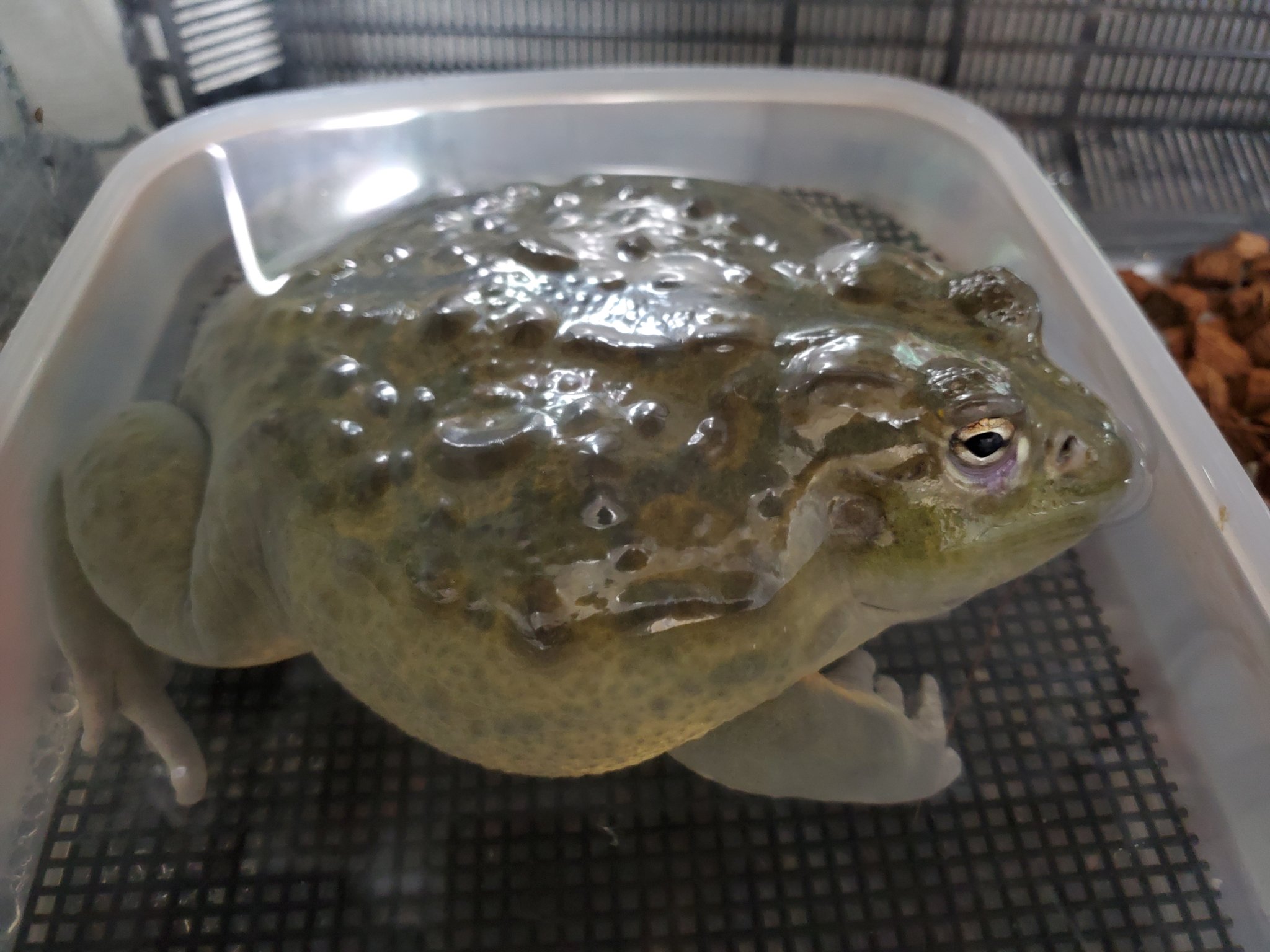 りょう アフリカウシガエルが餌を拒否 冬の拒食かな 保温はしてても季節を感じるんだろうか T Co Ohlxu9sazq Twitter