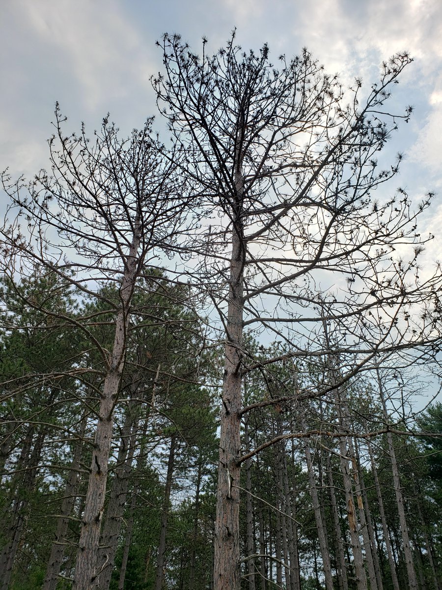 Just out – Differences in fungal diversity in pine stumps at native and non-native red pine growing areas and what it reveals about potential effects on Heterobasidion root rot. Congratulations @EClememsOtto on 2nd dissertation paper published  doi.org/10.3389/ffunb.…