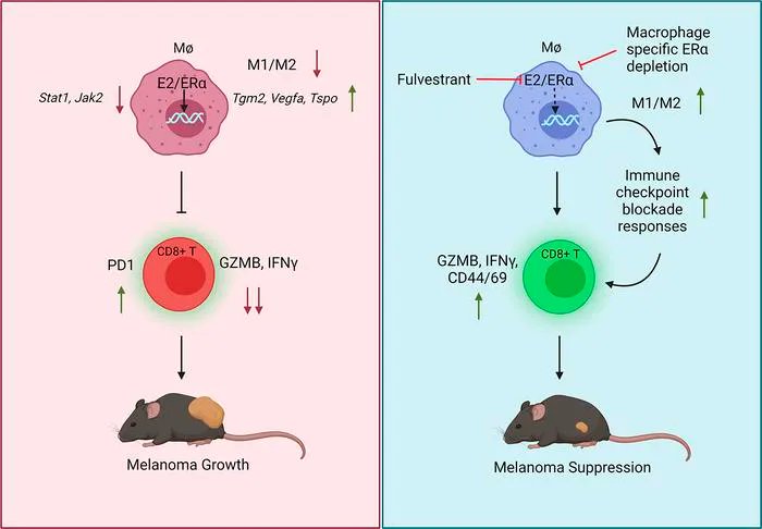 Estrogen receptor inhibition reduces tumors in melanoma model: buff.ly/3ovdI0t
@donaldmcdonnell <a href="/DukeMedSchool/">Duke University School of Medicine</a> 
#Oncology