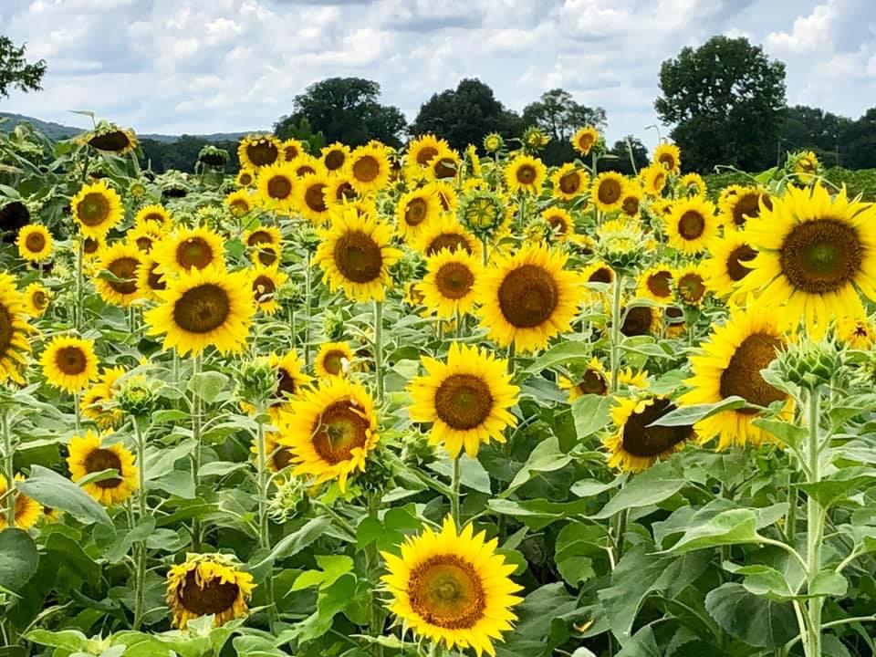 HeritageBT's tweet image. We are so excited to showcase our 2021 Amateur Photography Contest submissions! Who doesn't love a bright field of sunflowers and gorgeous wildlife? Jan King submitted these photos!