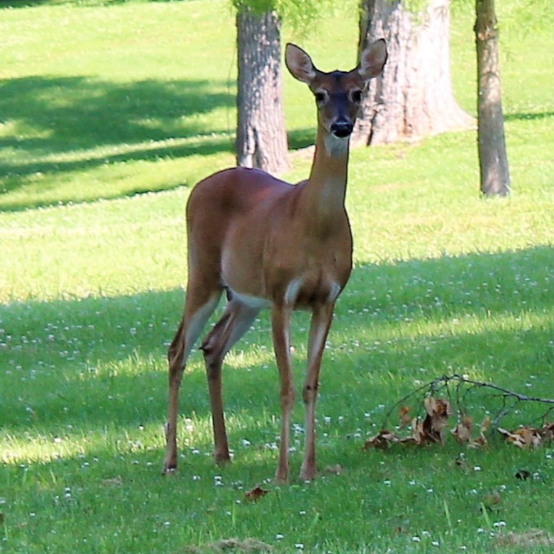 HeritageBT's tweet image. We are so excited to showcase our 2021 Amateur Photography Contest submissions! Who doesn't love a bright field of sunflowers and gorgeous wildlife? Jan King submitted these photos!
