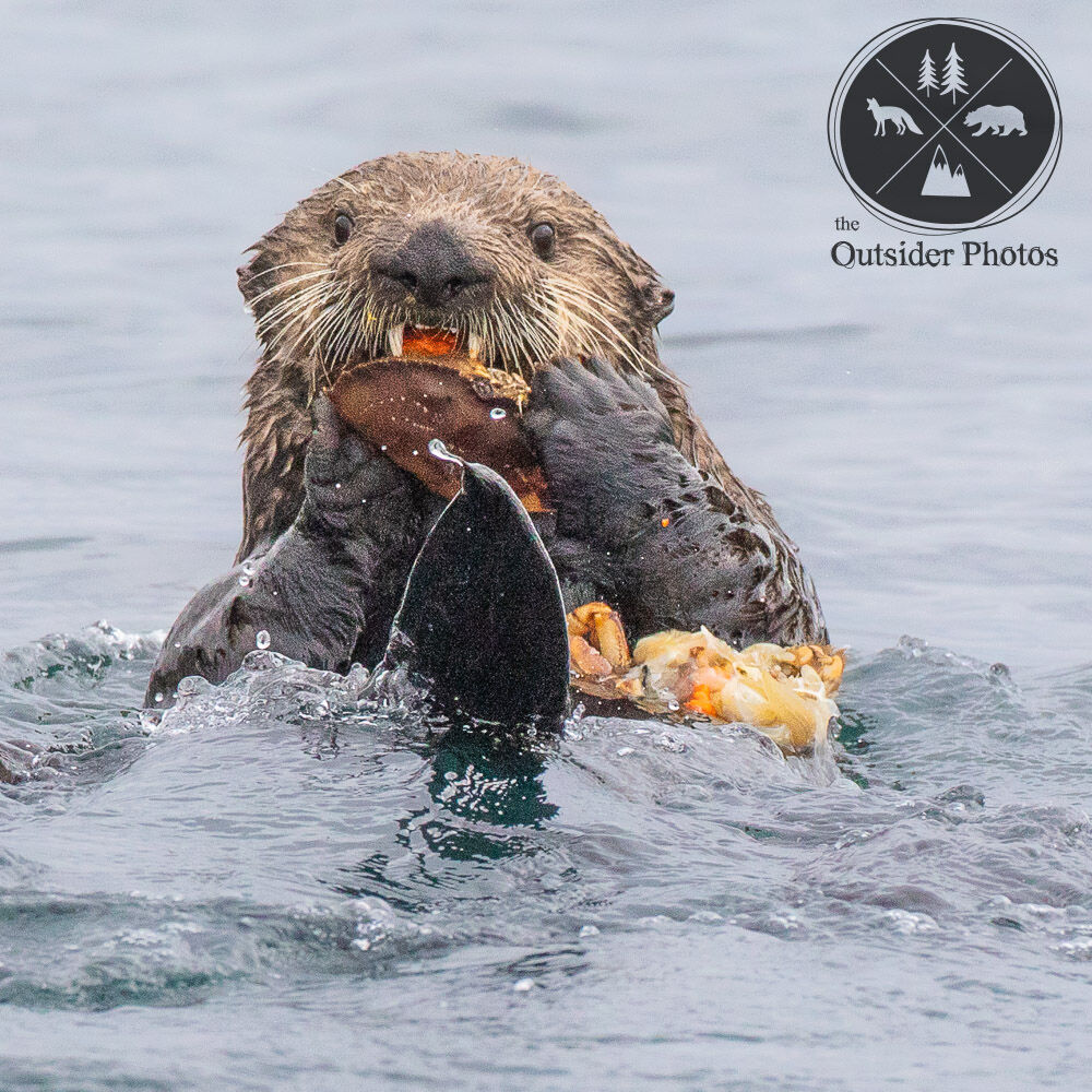 #Crab on the #menu for our #Sea #Otter friend. 

#theoutsiderphotos #canon #alaska #kodiak #seaotter #travelalaska #naturephotography #wildlifephotography   #alaskawildlife #wildlife #marinelife #seamammal #ocean #twitternaturecommunity #water