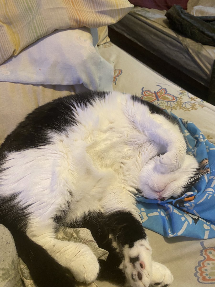 Scooter is one happy kitty. To rub or not rub belly. That is the question. I believe it to be a trap.