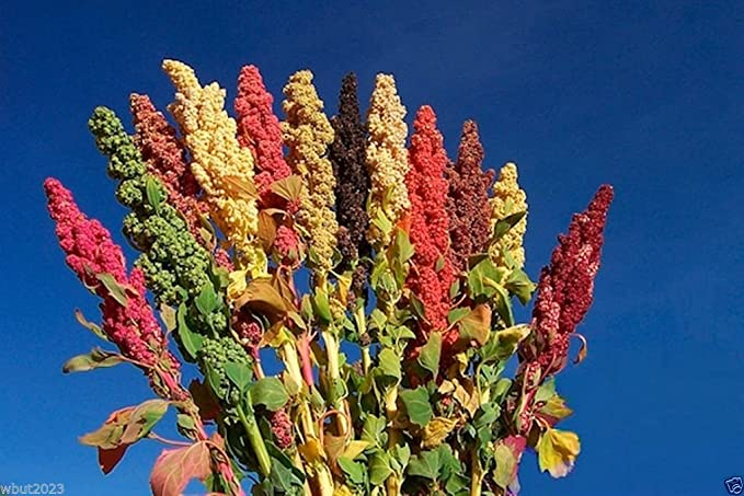 Orphan crop of the yesterday: Quinoa (Chenopodium quinoa)
Origin: The Andes
Taste: Mild, nutty, refreshing
Positives: High in protein
Negatives: Mostly improved through domestication (seed size, seed dispersal, lack of color, stress tolerance)
Source: fao.org/quinoa-2013/wh…