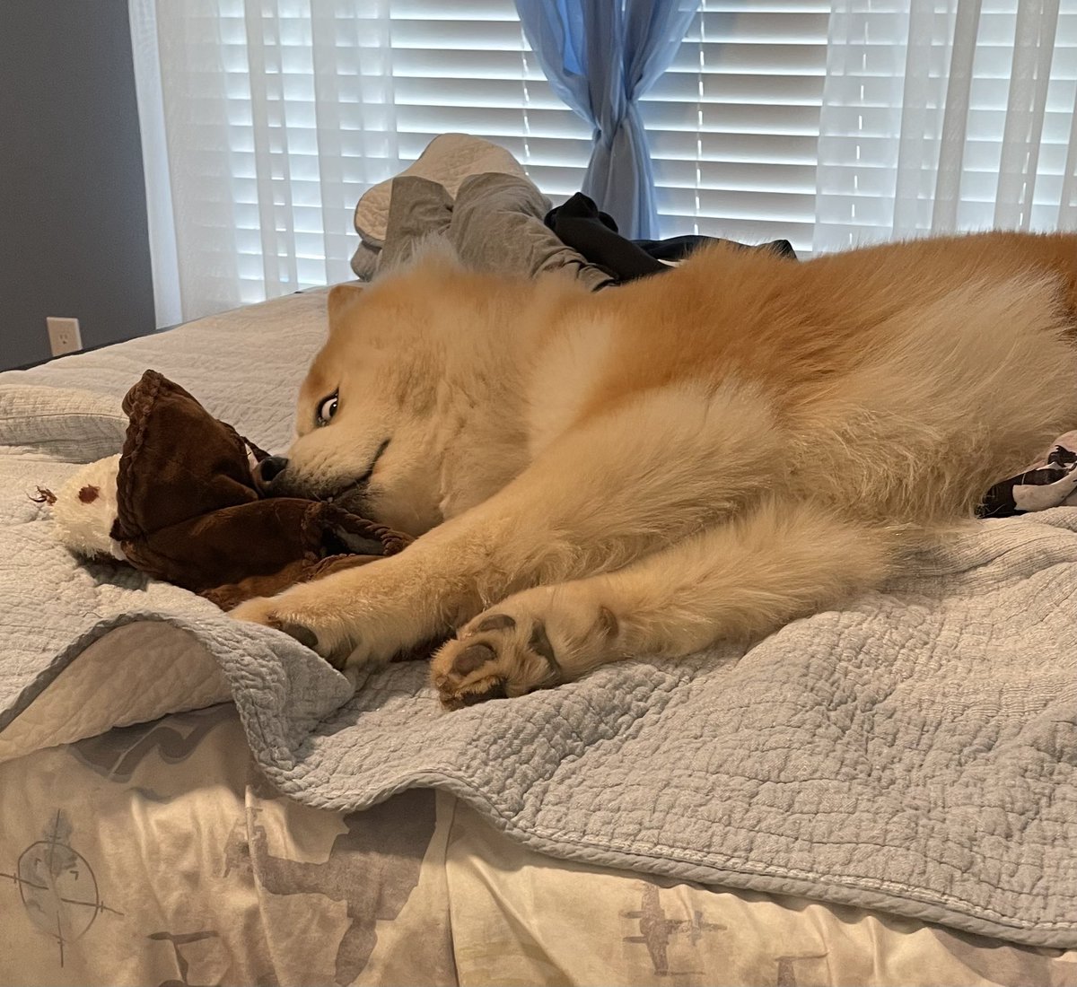 Told this guy the markets back up, and he started to look like the dogecoin dog!
#dogecoin #memecoin #cryptocurrency #CNFT