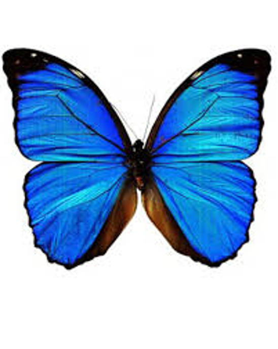 deb_halliday's tweet photo. How can we accept the gifts of being stewards and witnesses in these troubling times? 

1. Come from gratitude
2. Live the questions
3. Embrace our interconnectedness

My newest blog, The Butterfly Effect w @GraceLeeBoggs @RilkeQuotes &amp; Joanna Macy wisdom https://t.co/tqDa3dTpqz https://t.co/az8DWfrdHE
