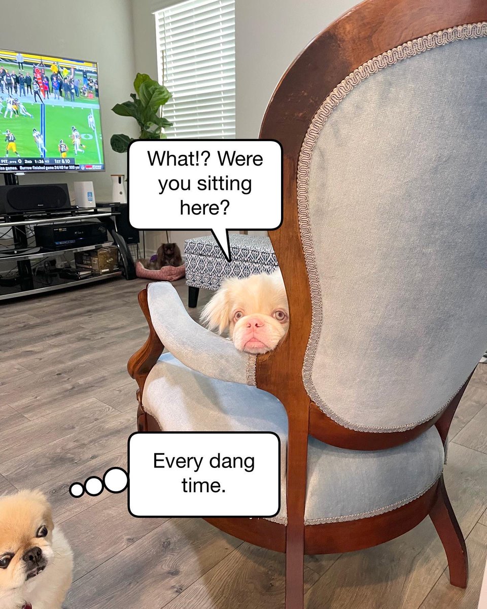 Nobody sits in Thumb Boy’s chair when football is on. 
#PersonalFoulOnCesar
<a href="/NFL/">NFL</a> #Pekingese #funnydog #funny #caption #barkpost #memes