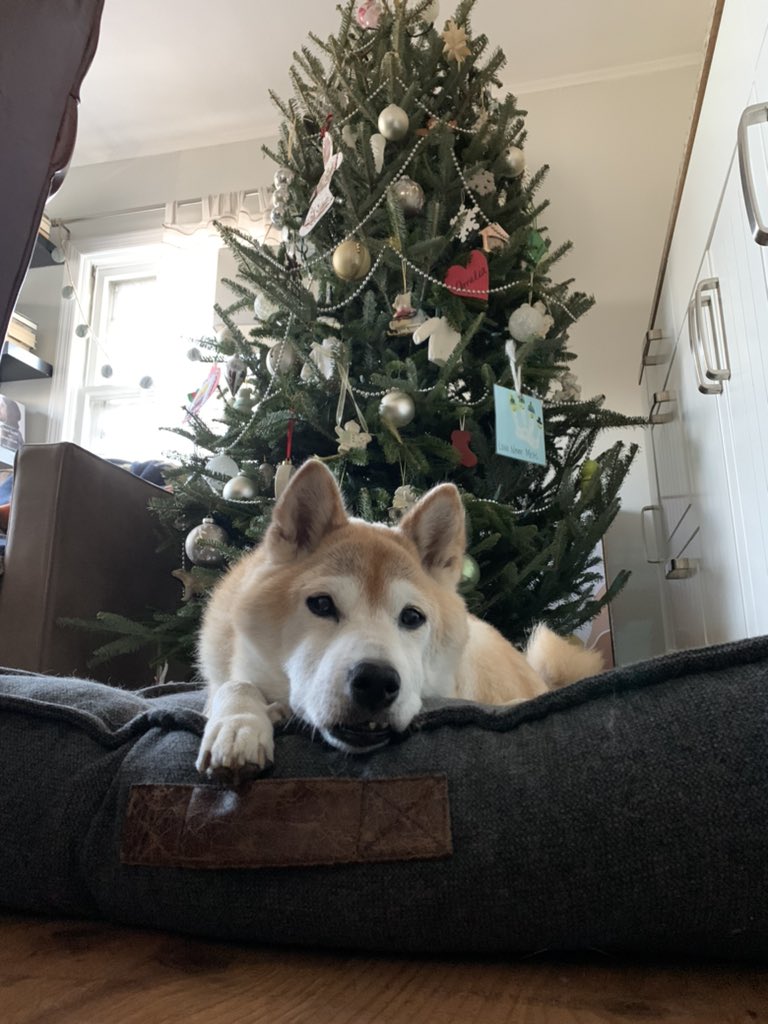 craigtmitt's tweet photo. @chelseaperetti Mookie https://t.co/cwhuNOvGdO