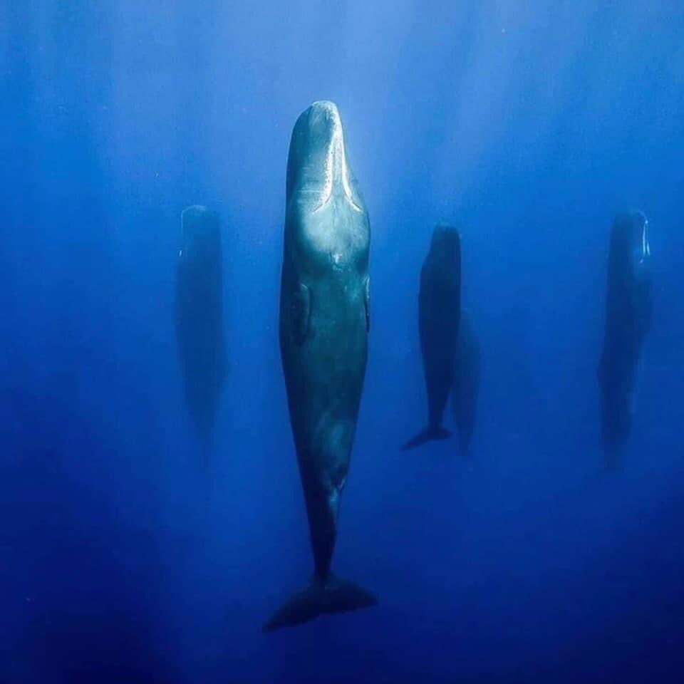 OrbPlanet's tweet image. The Fascinating Way Sperm Whales Sleep !🐳🐋

#wtpBLUE #wtpEARTH