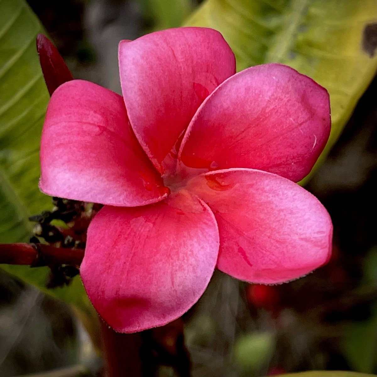 #Frangipani - I think this may be the last of these plumeria flowers for this year. #gardening #garden #nature #NaturePhotography