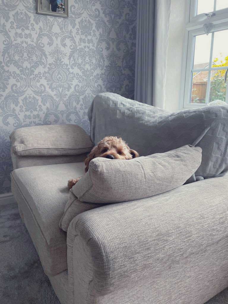 CockapooRufus's tweet image. Where I’ve spent most of my day #DogsofTwittter