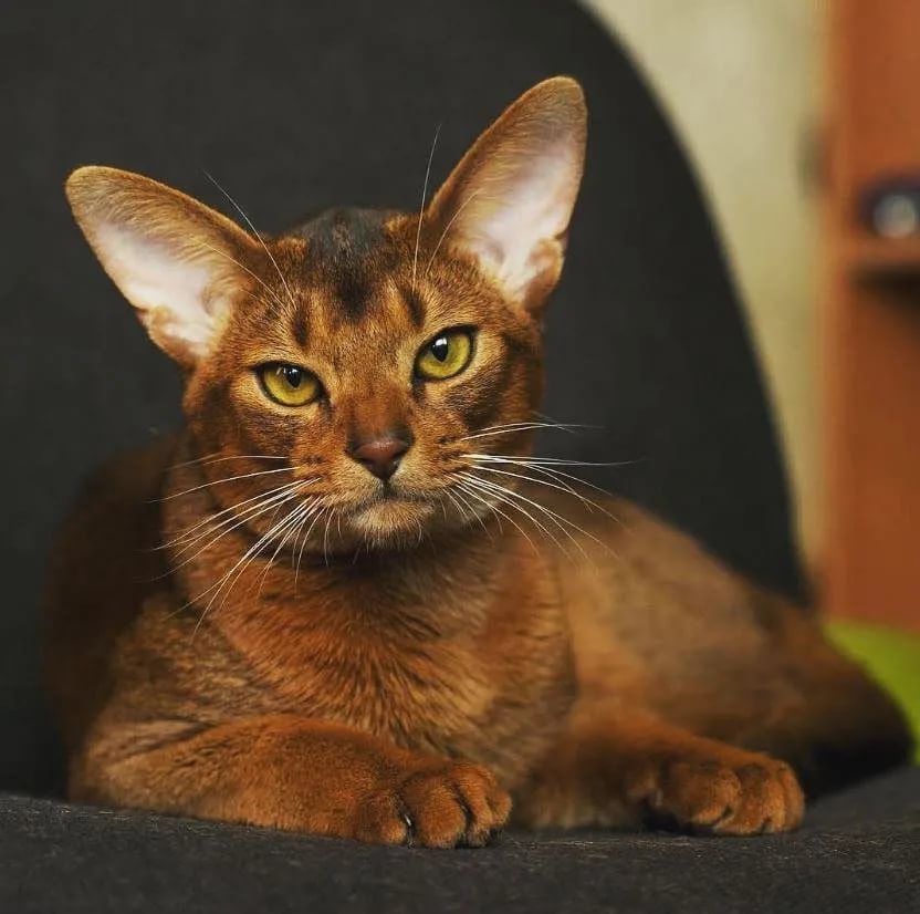 Фотографии абиссинскую породу. Абиссинская кошка. Порода абиссинец. Чаузи и Абиссинская кошка. Абиссинские котята.