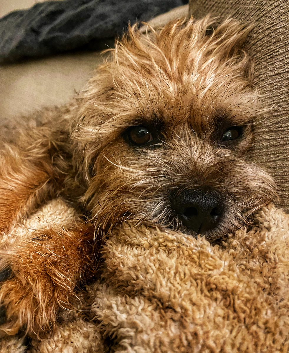 ReillyCripps's tweet photo. Snug as a bug https://t.co/LF2rGCQbav