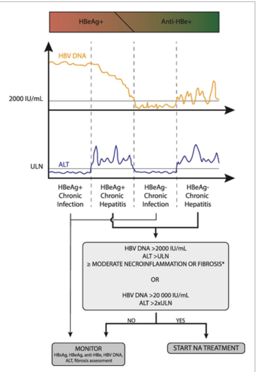 Hepatitis B, different phases and when to treat or observe, beautifully summarized in one pic <a href="/UEGJournal/">UEGJ</a> #medtwitter #GITwitter #MedEd