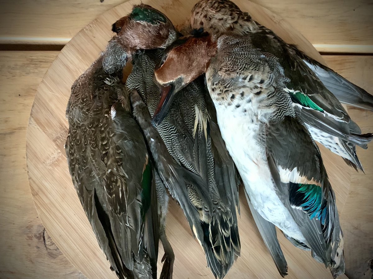 Some beautiful teals dropped into the school today from <a href="/gledpark/">Gledpark</a>   Many thanks and cooking them up tomorrow.