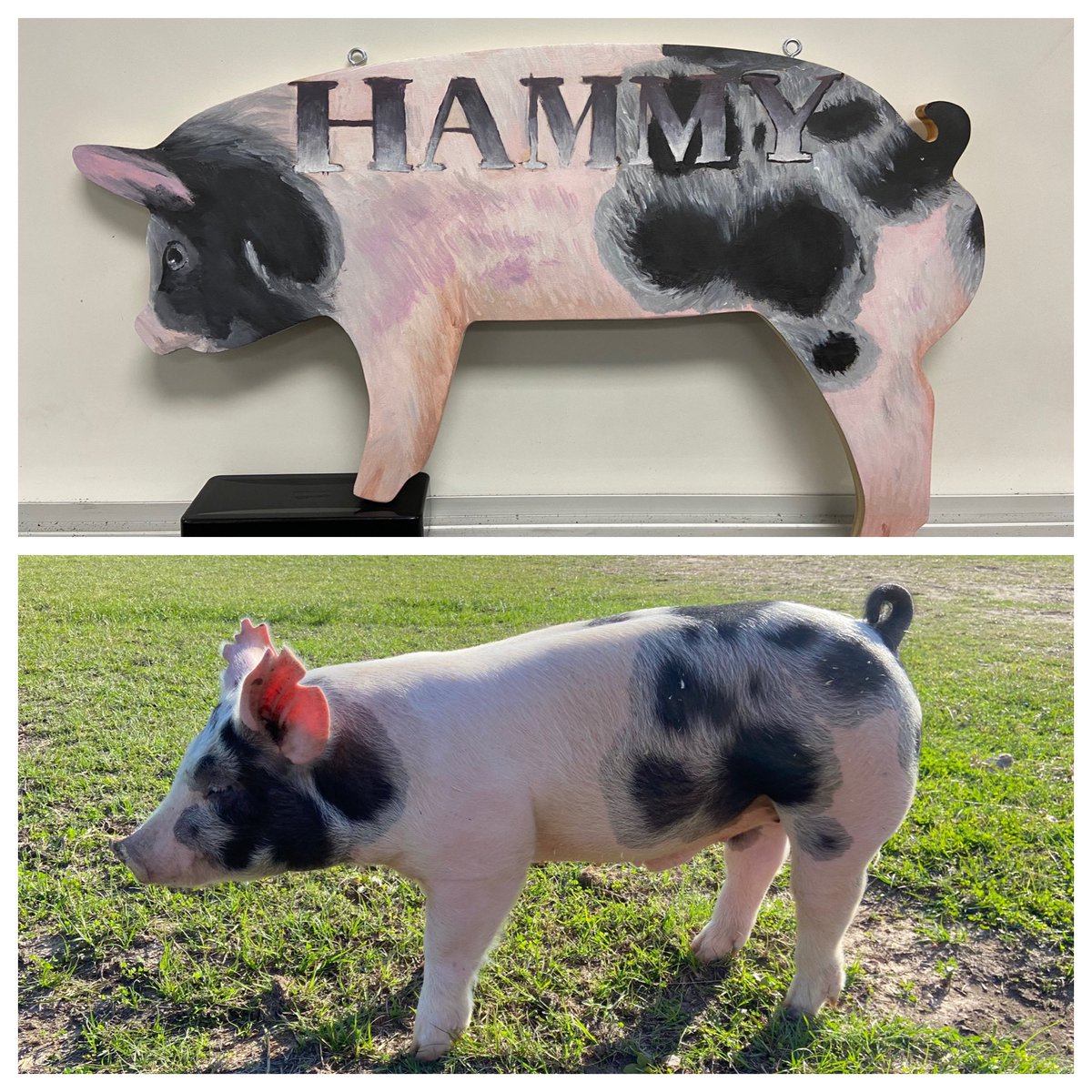 RRobertson1214's tweet image. Every year the talented students at @MDJH_Panthers amazes me so much. My son is in @Katy_FFA and has an animal sign to paint. I asked our art teacher @AmberJBrown2 to see if a student would work on it. It turned out better than I could have imagined. #IncredibleArtist #SoTalented