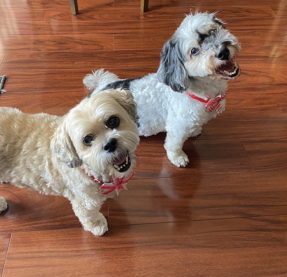 DPT2Go's tweet photo. A Tuesday wish for you allβ¨
May you all have the focus of my dogs after a walk when I forget to feed them right away and need to hop on a Zoom meeting at 8 AM π
βJust stare at her, brother. Just stareβ
#TagTeamBackAgain https://t.co/TIVzw3j1xd