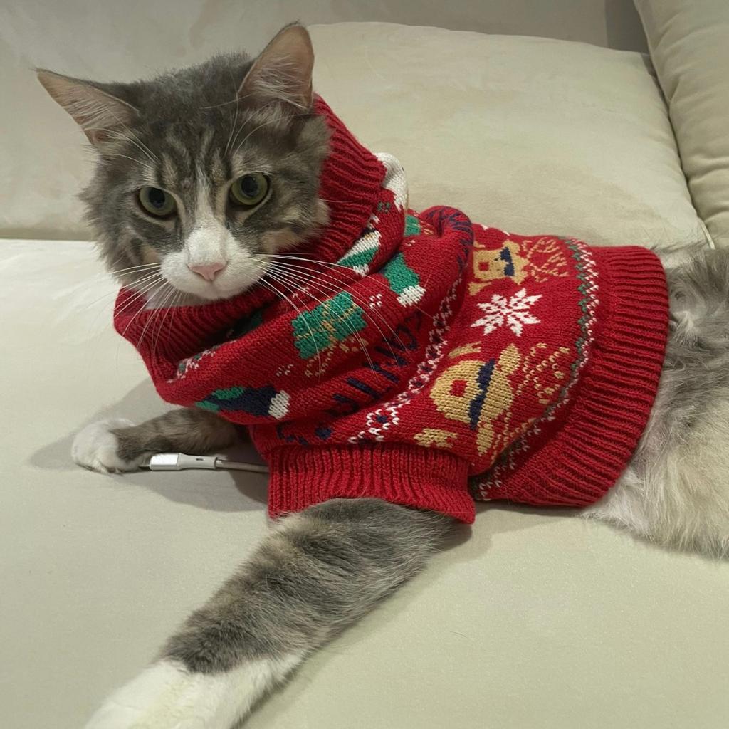 CarrefourFrance's tweet photo. Pour les fêtes, nos amis à 4 pattes vont être aussi stylés que mignons 🐾🎄🎅

Notre collection de pulls de #Noël est disponible en magasin à petits prix 🤩 https://t.co/TF5MiYo6yX