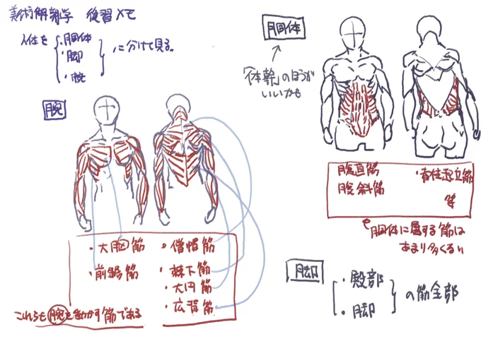 カルチャーセンターの美術解剖学の講義に行ってきたがメモがクソほど汚かったので書き直してる復習メモ 