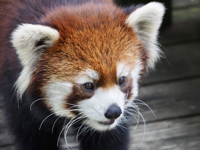 レッサーパンダのtwitterイラスト検索結果