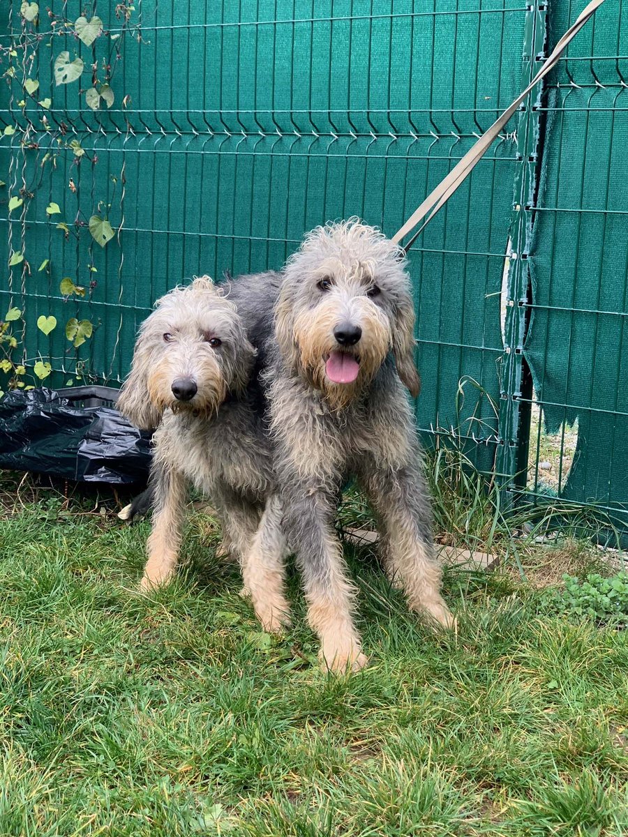 SPALyon's tweet photo. #AdopteUnAmi
Après plusieurs mois au refuge de #Brignais, aucune piste d'adoption pour Rio et Rambo. Ces Griffons Nivernais de 1 an vivaient en chenil et n'ont pas eu le chance de s'épanouir auprès d'une famille aimante. Offrez-leur une nouvelle vie ! 
👉 https://t.co/6UV2eemKbU https://t.co/hjsEBNwLsF