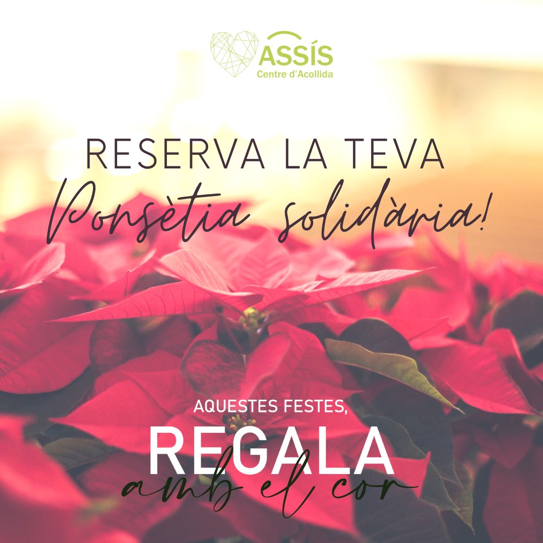 CentreAssis's tweet photo. Posem a la venda les nostres ponsèties solidàries!🌺 Com aconseguir-la?

1️⃣ Fes ara la teva compra a la botiga:
https://t.co/Wxn7iSYF0D

2️⃣ Recull la teva flor de nadal a ASSÍS el divendres 10/12 de 9 h a 18 h. Aquell dia també pots comprar-la directament! https://t.co/zBgpMgRyLi