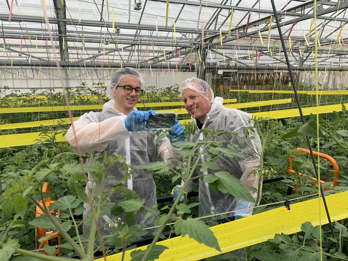 Digitaal excursie lopen levert tomatentelers Growers United meerwaarde 🌱🍅🤳growersunited.nl/digitaal-excur… #wearegrowersunited #prominent #tomaten #teeltadvies #samenkomenweverder