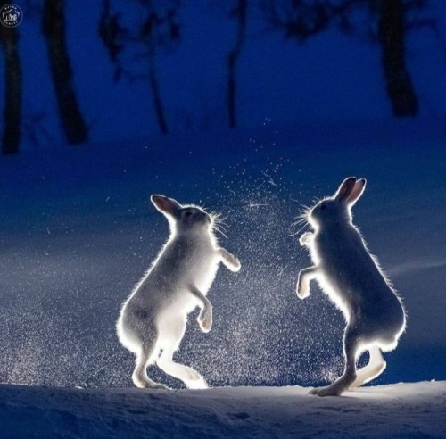 ウサギのダンス
(*ﾉ´ω`)ﾉフェーイ♪ 