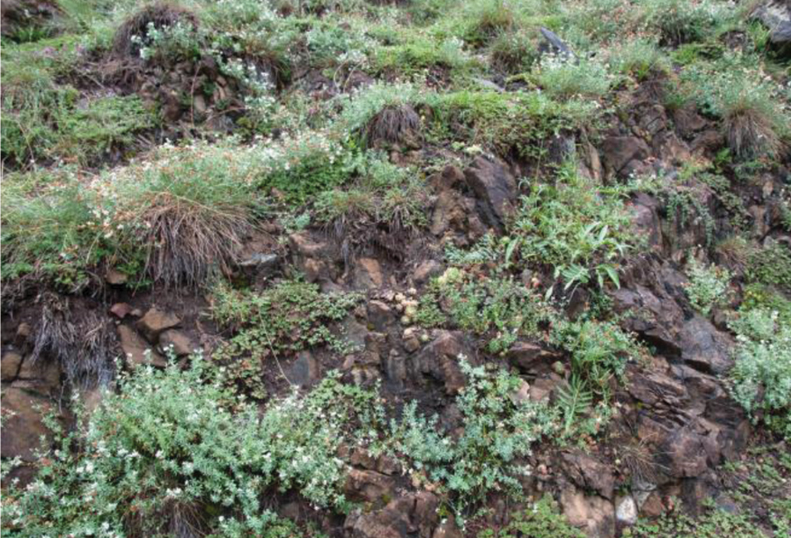 VCSjournal's tweet photo. The first phytosociological overview of dry and semi-dry #grasslands of the Austrian inner #alpine valleys using new plot data since the seminal work of Braun-Blanquet in 1961: https://t.co/VJx7t9rgCS

#biodiversity #grassland #syntaxonomy @JanisovaMonika @pippodemontana @idiv https://t.co/ZxTHev1qUQ