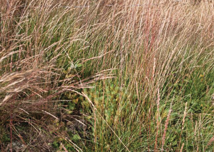 VCSjournal's tweet photo. The first phytosociological overview of dry and semi-dry #grasslands of the Austrian inner #alpine valleys using new plot data since the seminal work of Braun-Blanquet in 1961: https://t.co/VJx7t9rgCS

#biodiversity #grassland #syntaxonomy @JanisovaMonika @pippodemontana @idiv https://t.co/ZxTHev1qUQ