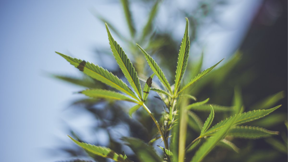 CBDLearningBase's tweet image. Missouri might be the next state to legalize recreational use of marijuana for any person older than 21.
bit.ly/3Dyxb4H

#CannabisLegal #CannabisCommunity #marijuananews #cannabisculture