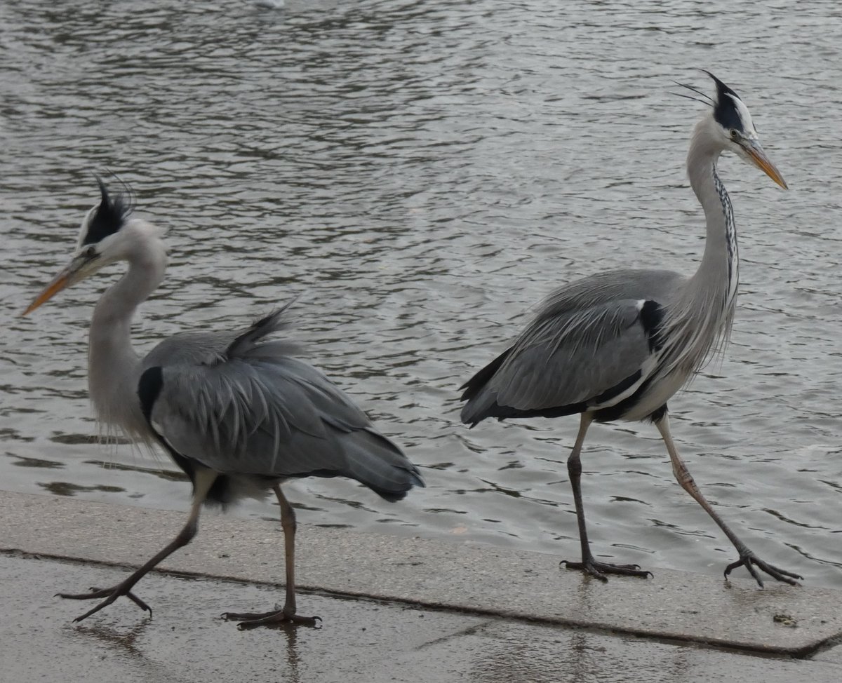 HirshC's tweet photo. Preparing for a duel  #loveRichmond @richmondsociety @Visit_Richmond1 https://t.co/bPoQnhoUss