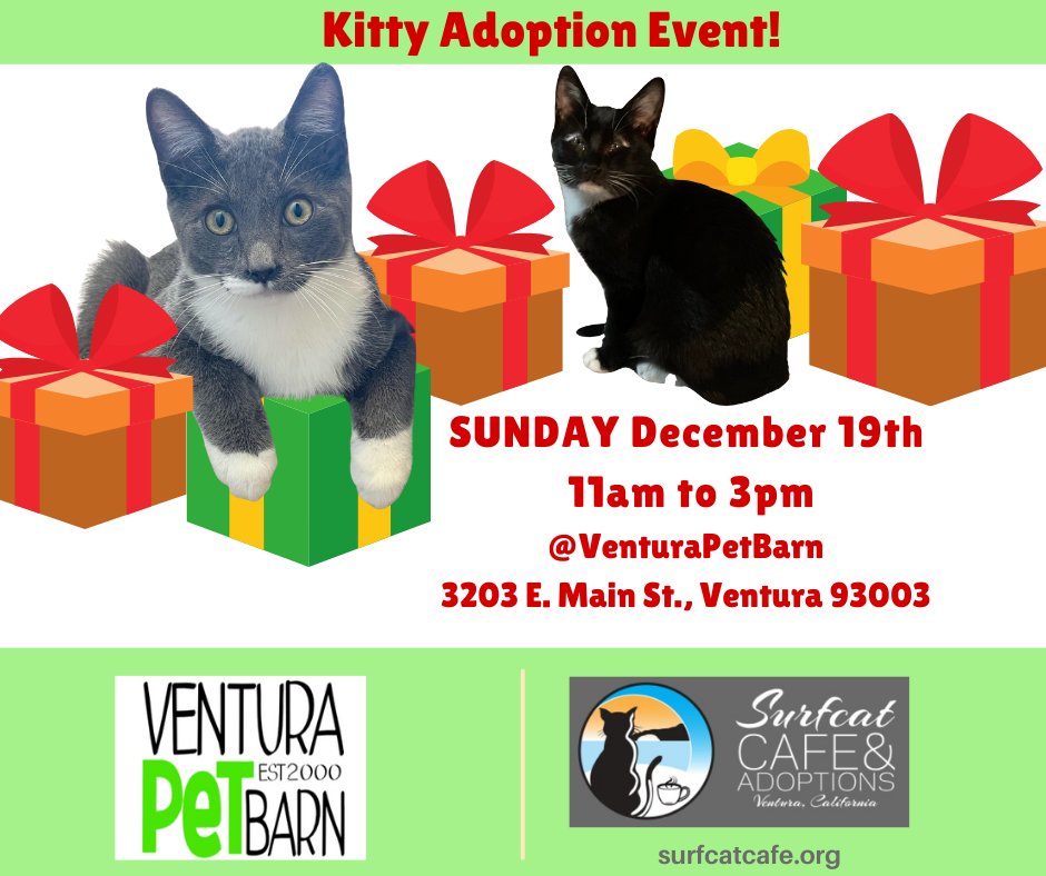 VenturaPetBarn's tweet photo. MARK YOUR CALENDARS! 

Is your family looking to forever home a fur ball this holiday season? Then don't miss this @surfcatcafe&amp;adobtions event. 
.
.
.
#surfcatcafe
#adoptdontshop https://t.co/ED80x1lQoC