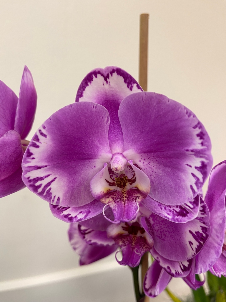 peninsulaorchid's tweet photo. Phalaenopsis Fuller's 3545 'BAO' (Phal Oveen x OX King)

📌Save the date! Our 2022 Show and Sale will be Jan 29 and 30 in Redwood City, CA from 10am-5pm. We will have plant judging, seminars, and plant vendors. Everyone is welcome!

More info 👉https://t.co/MpsVg3o12Q https://t.co/OVSZDCDb6P