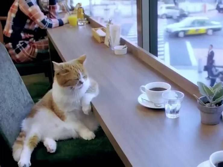 UncleDuke1969's tweet image. "Night shift again, Harry?"
"Someone has to patrol the streets."
"Get you something to eat?"
"How's the tuna today?"
"Edible."
"I'll have a sammich then, Doreen."
"You got it, hon. Back in a jiffy."