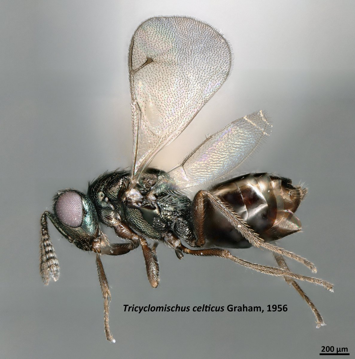 Just out! Our paper on German #Pteromalidae @SMNStuttgart, with new species and genera records available @BioDataJournal, part of the @GBOLIIIDarkTaxa collection. Let’s continue to shed light on #parasitoidwasps and make them accessible via #DNABarcoding.
doi.org/10.3897/BDJ.9.…