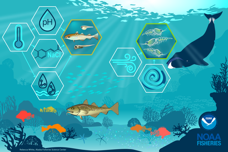 #ClimateScience Environmental conditions &amp; fish stock movements are shifting due to climate change. An innovative modeling approach considers how links between environmental variables &amp; local habitat impact overall fish productivity: go.usa.gov/xFu7m via <a href="/NOAAFisheriesAK/">NOAA Fisheries AK</a>